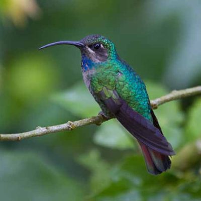 colibri-minca