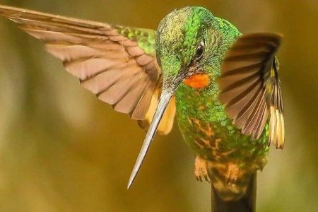 Colibri verde
